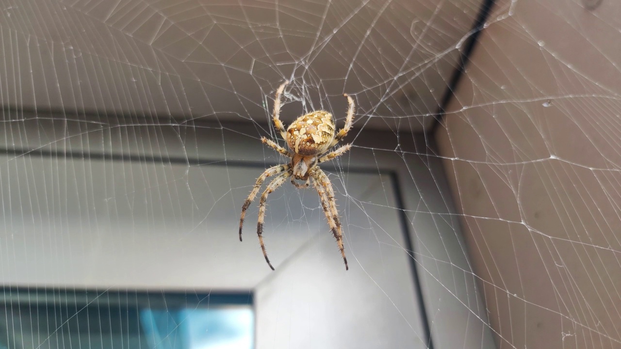 欧洲花园蜘蛛(十字形蜘蛛，冠状蜘蛛)，坐在蜘蛛网里。视频素材