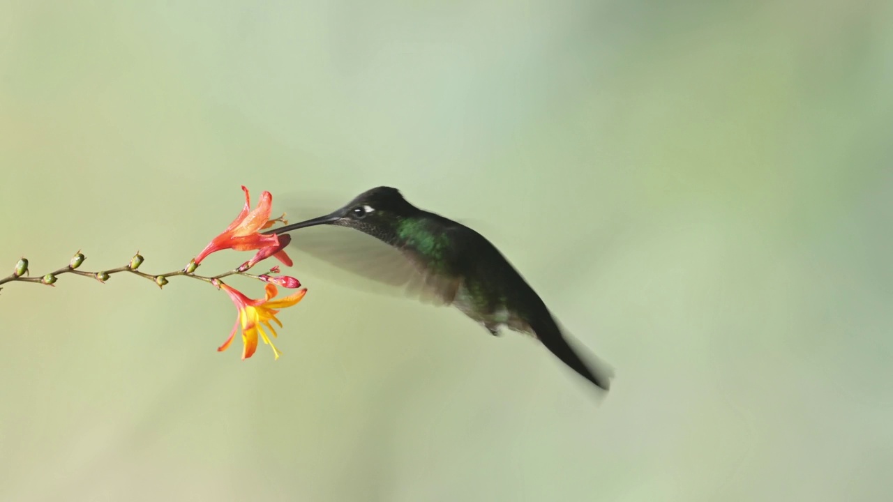 Talamanca蜂鸟(eugenes spectabilis)飞行，喂养和饮用花蜜，哥斯达黎加鸟类背景与复制空间，美丽的惊人的异国情调鸟类和野生动物视频素材