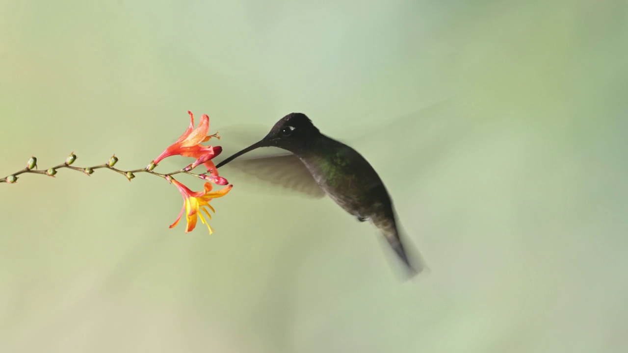 Talamanca蜂鸟(eugenes spectabilis)飞行，喂养和饮用花蜜，哥斯达黎加鸟类背景与复制空间，美丽的惊人的异国情调鸟类和野生动物视频素材