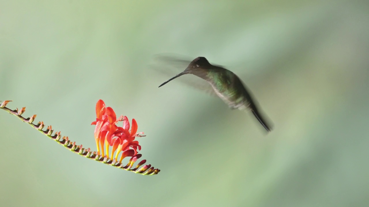 Talamanca蜂鸟(eugenes spectabilis)飞行，喂养和饮用花蜜，哥斯达黎加鸟类背景与复制空间，美丽的惊人的异国情调鸟类和野生动物视频素材