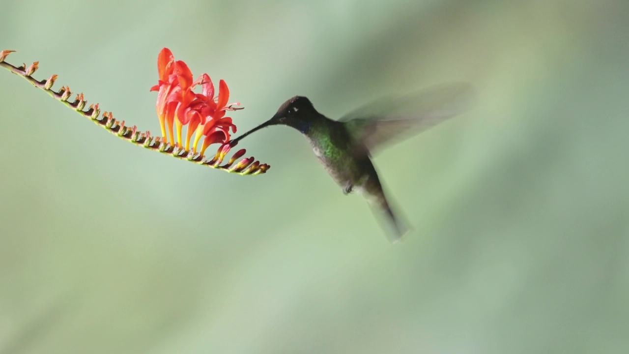 Talamanca蜂鸟(eugenes spectabilis)飞行，喂养和喝花蜜从花，哥斯达黎加鸟在飞行，美丽的惊人的异国情调热带雨林鸟类和野生动物视频素材