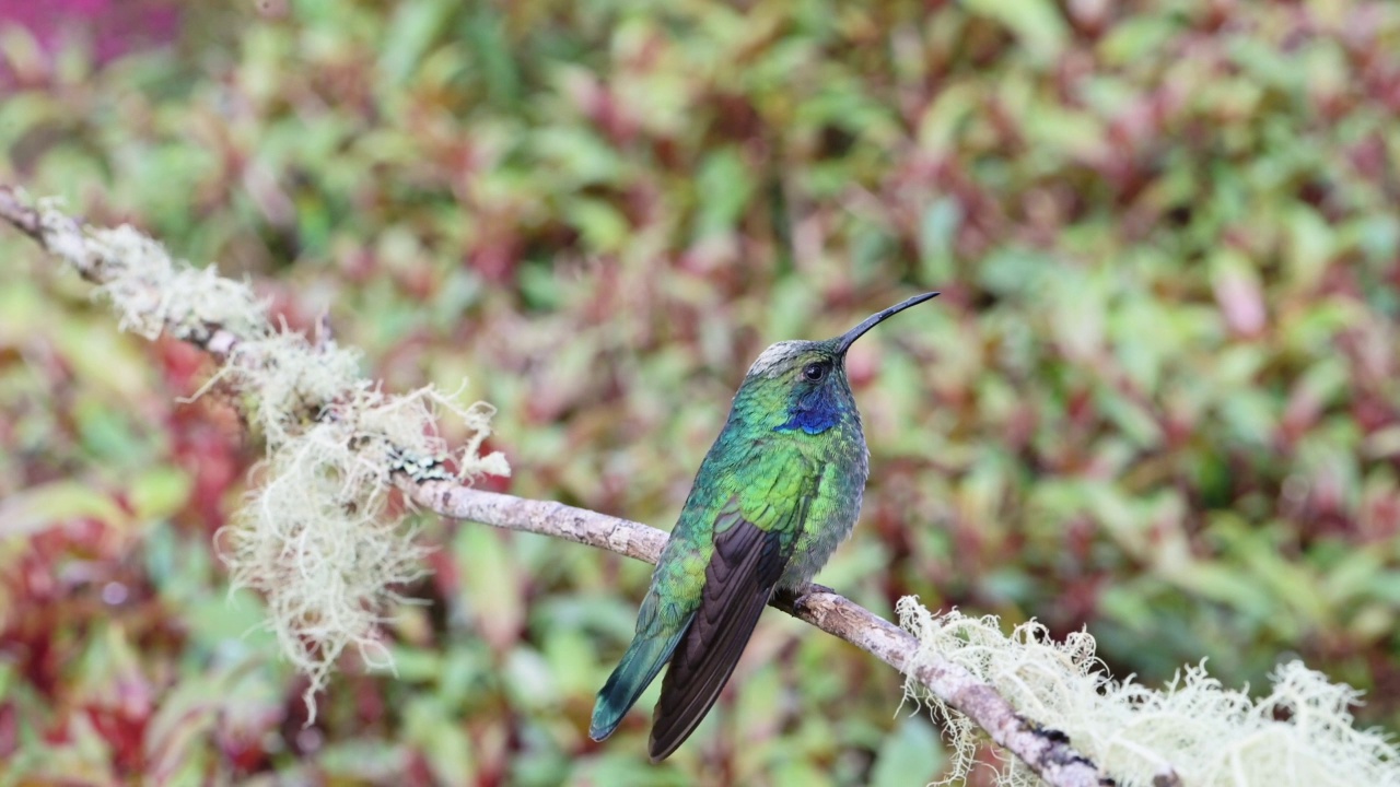 哥斯达黎加小紫罗兰泪蜂鸟(colibri cyanotus)近距离肖像飞鸟降落在树枝和起飞在雨林云林，美丽多彩的鸟类和野生动物视频素材