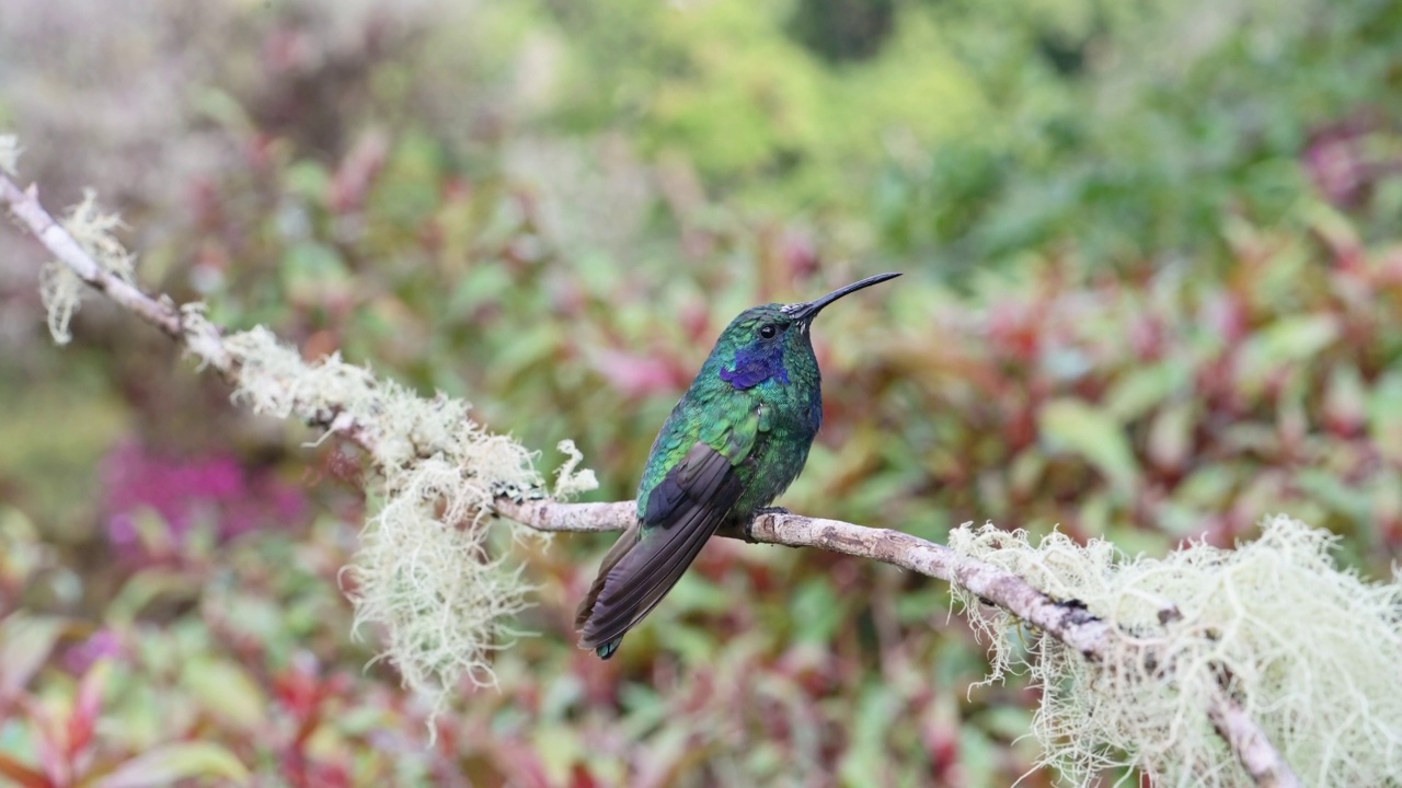 哥斯达黎加小紫罗兰色蜂鸟(colibri cyanotus)，鸟类飞行降落在树枝上和起飞近距离在雨林云林，美丽多彩的鸟类和野生动物视频素材