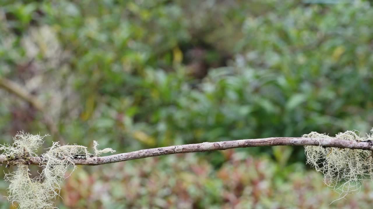 哥斯达黎加火喉蜂鸟(panterpe徽章)在热带雨林，肖像活跃的鸟类飞来飞去，栖息在枝头与彩色彩虹羽毛鲜艳的色彩视频素材