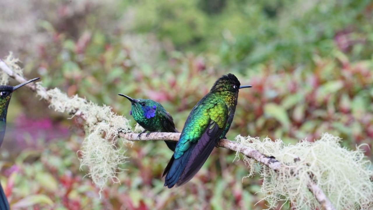 哥斯达黎加野生动物和鸟类，小紫罗兰色蜂鸟(colibri cyanotus)，鸟类在雨林云林的树枝上降落和起飞，美丽多彩的鸟类生活视频素材