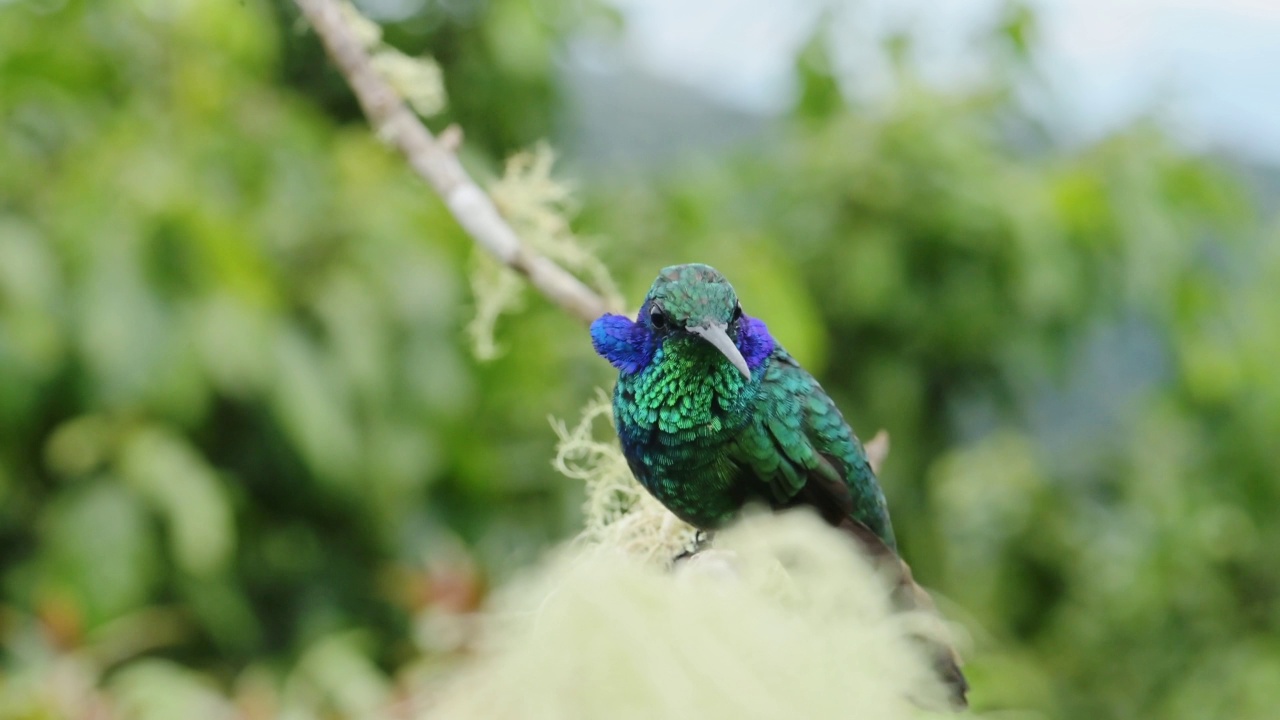 哥斯达黎加鸟类，小紫罗兰泪蜂鸟(colibri cyanotus)栖息在树枝上栖息和起飞近距离在雨林云林，美丽多彩的鸟类和野生动物视频素材