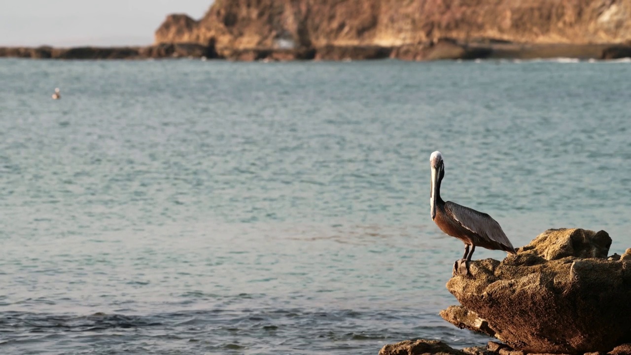 棕色鹈鹕(pelecanus occidentalis)，哥斯达黎加鸟类坐在太平洋海岸的岩石上，在蓬塔利昂纳海滩美丽的金色阳光下，海岸风景和海景视频素材