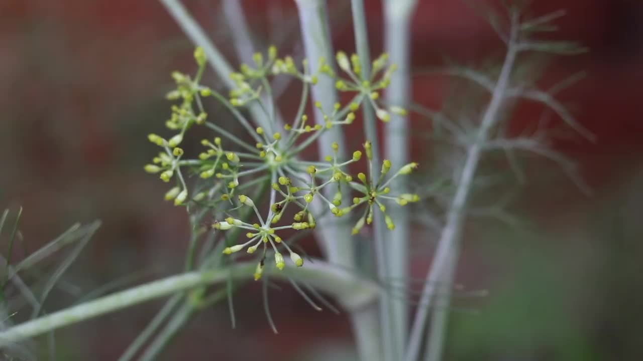 小茴香花与种子的特写，选择性聚焦视频素材