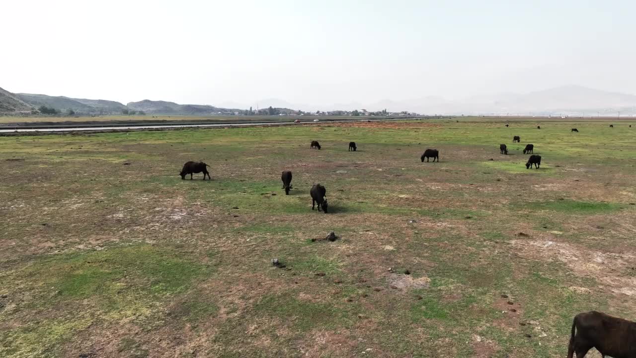 家养水牛吃草视频素材