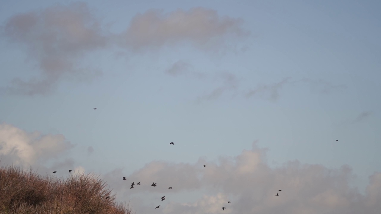 一小群欧椋鸟(Sturnus vulgaris)消失在沙丘后面——慢镜头视频素材