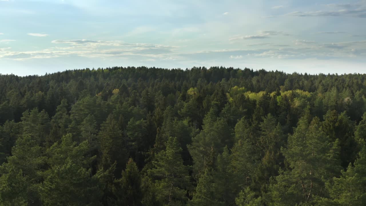 在阳光明媚的日子，在绿色针叶林上空飞行的航拍影像。鸟瞰奇景，飞越丘陵地区高大的松树林晨光或黄昏光，乡间林地视频素材