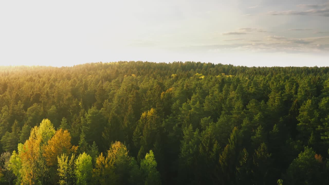 在日出或日落的光线下，在朦胧的针叶林上空飞行。鸟瞰奇景，在清晨或傍晚的黄金时间飞越山区松树林，乡间林地视频素材