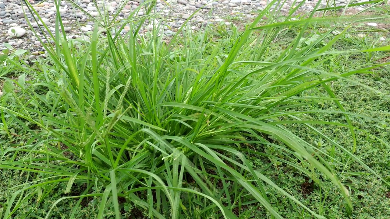 植物在风中摇摆。莎草科的树叶。安静平和。摇曳的叶子植物摇曳的叶子视频素材