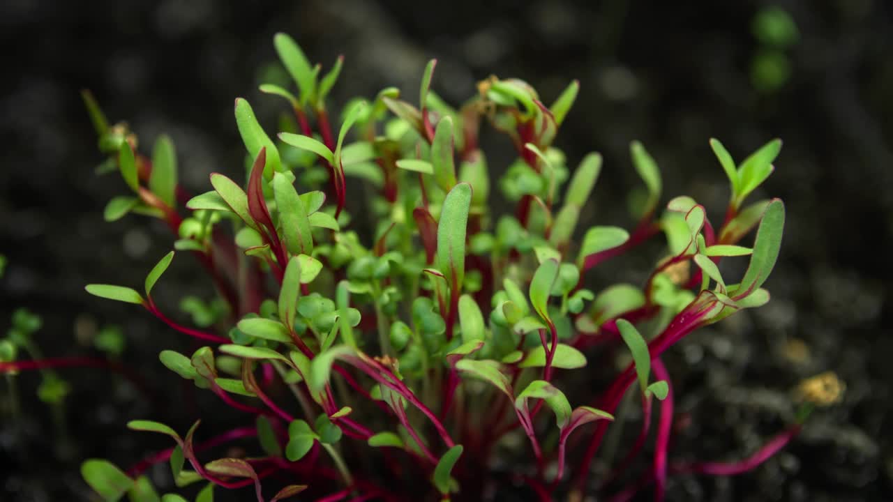 温室农业中生长植株延时特写，红茎绿叶微菜延时生长，芽萌发快，甜菜根沙拉植株新生视频素材