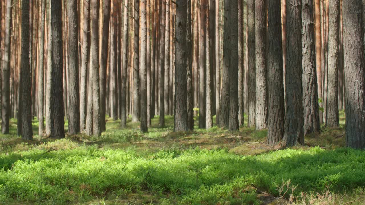 茂密森林里的晴天。针叶树的树干在早晨的阳光照射下。田园诗般的林地，高大的松树投下动人的影子，清新的绿植铺在地上。运动中的自然背景视频素材