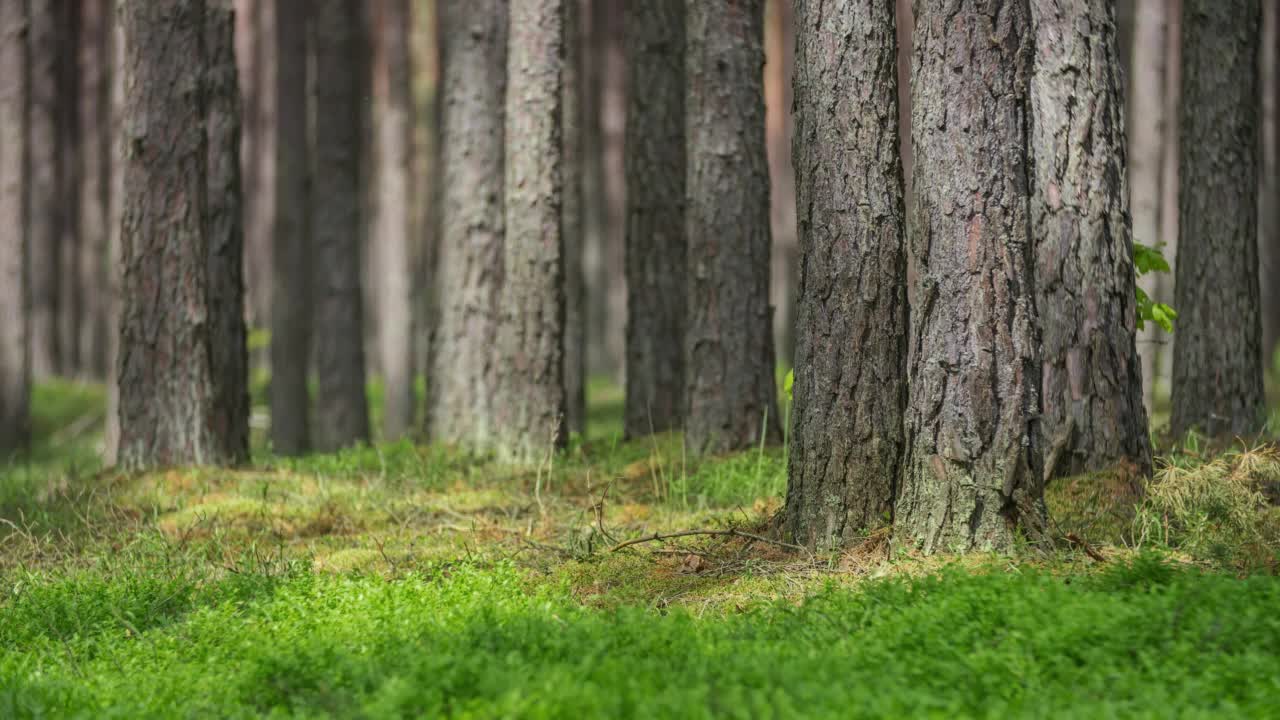 美丽的森林里阳光灿烂的一天。清晨阳光下针叶树树干的特写延时。茂密的林地，随风摇曳的松树投下移动的影子。运动中的自然背景视频素材