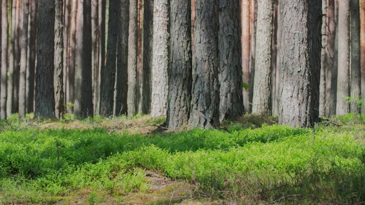 森林里的晴天。中角拍摄延时，针叶树树干在晨光下的超延时。林地，松树在风中摇曳，投下移动的影子。运动中的自然背景视频素材