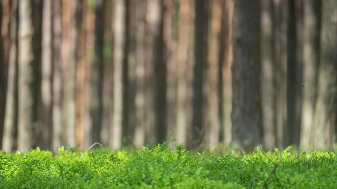 松林里的绿色植物和草的延时美丽的自然背景。针叶树在风中摇曳，投下移动的影子。森林里田园诗般的夏日视频素材