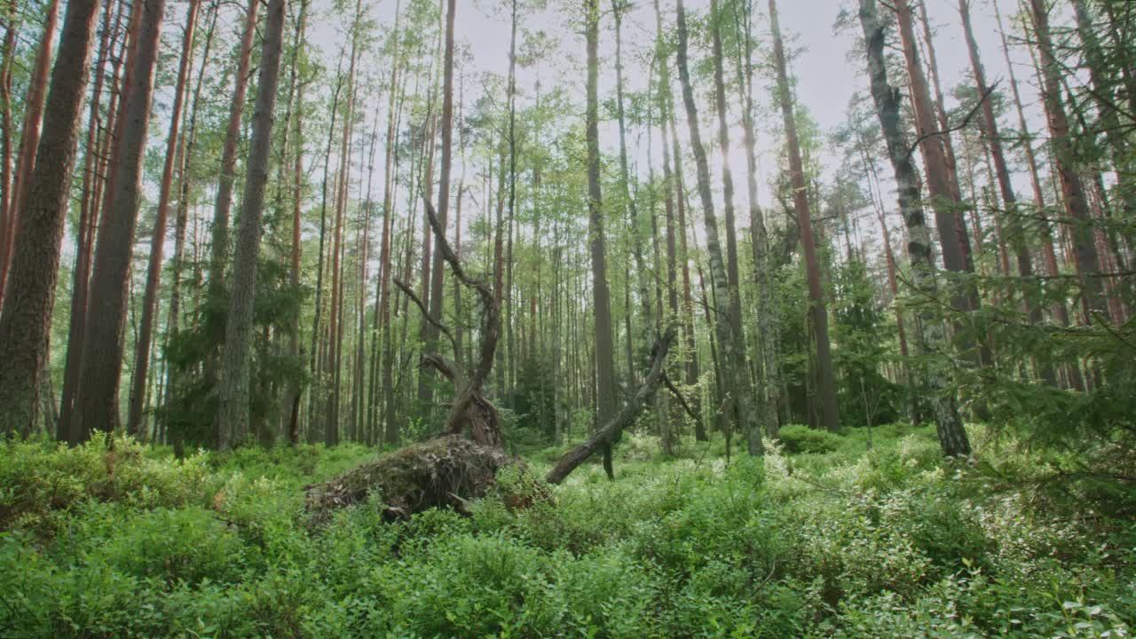 精灵森林多利拍摄。野生松树林地，绿植针叶树下。日落或日出，阳光。季节性的，自然的背景运动视频素材