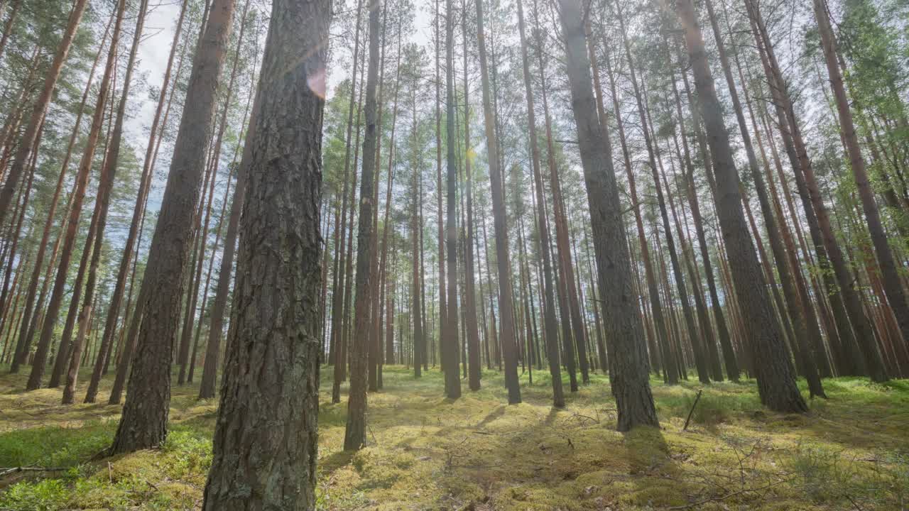 美丽的森林里阳光灿烂的一天。广角延时，针叶树树干在晨光下的超延时。林地，松树在风中摇曳，投下移动的影子。运动中的自然背景视频素材