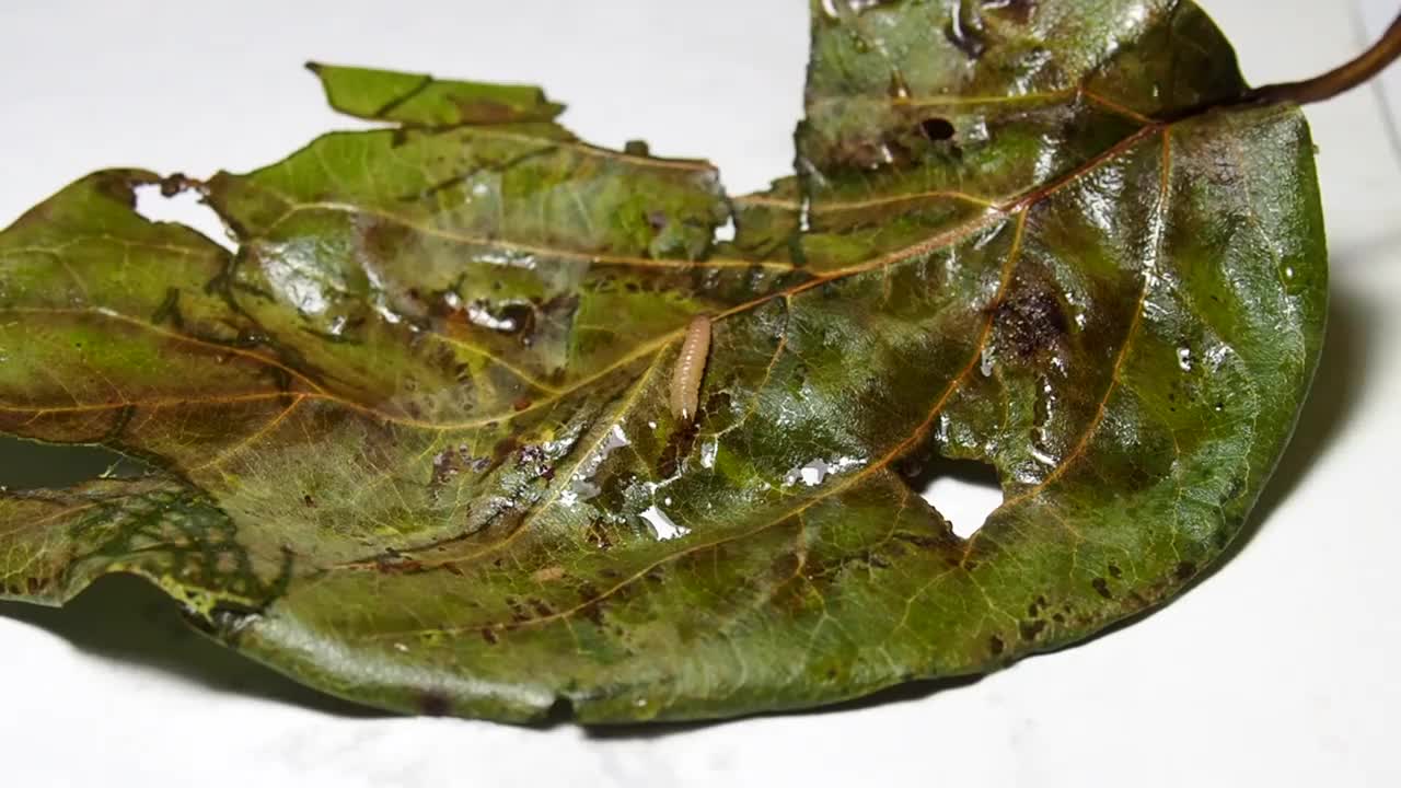 毛毛虫在树叶上爬行。植物上的昆虫。害虫的隔离。动物世界。温柏上的昆虫。植物学。视频下载