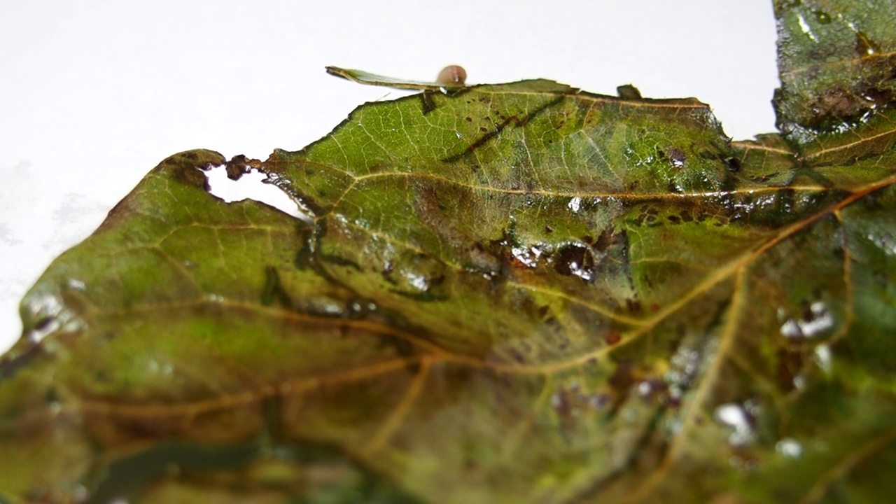 毛毛虫在树叶上爬行。植物上的昆虫。害虫的隔离。动物世界。温柏上的昆虫。植物学。视频素材