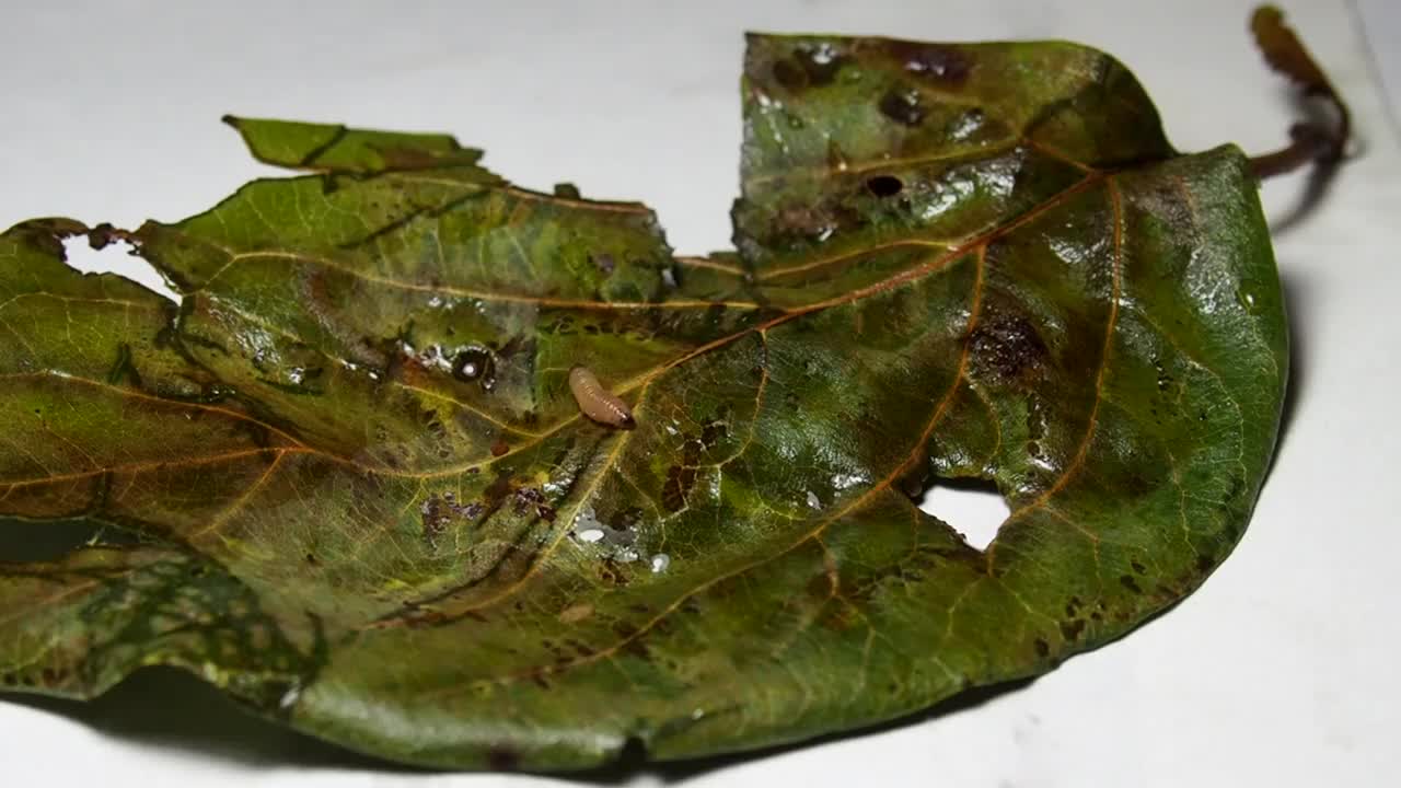 毛毛虫在树叶上爬行。植物上的昆虫。害虫的隔离。动物世界。温柏上的昆虫。植物学。视频下载