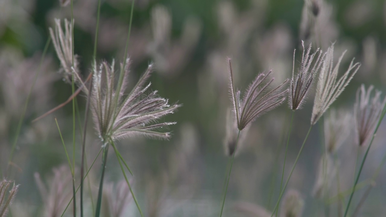 芦苇草花视频素材