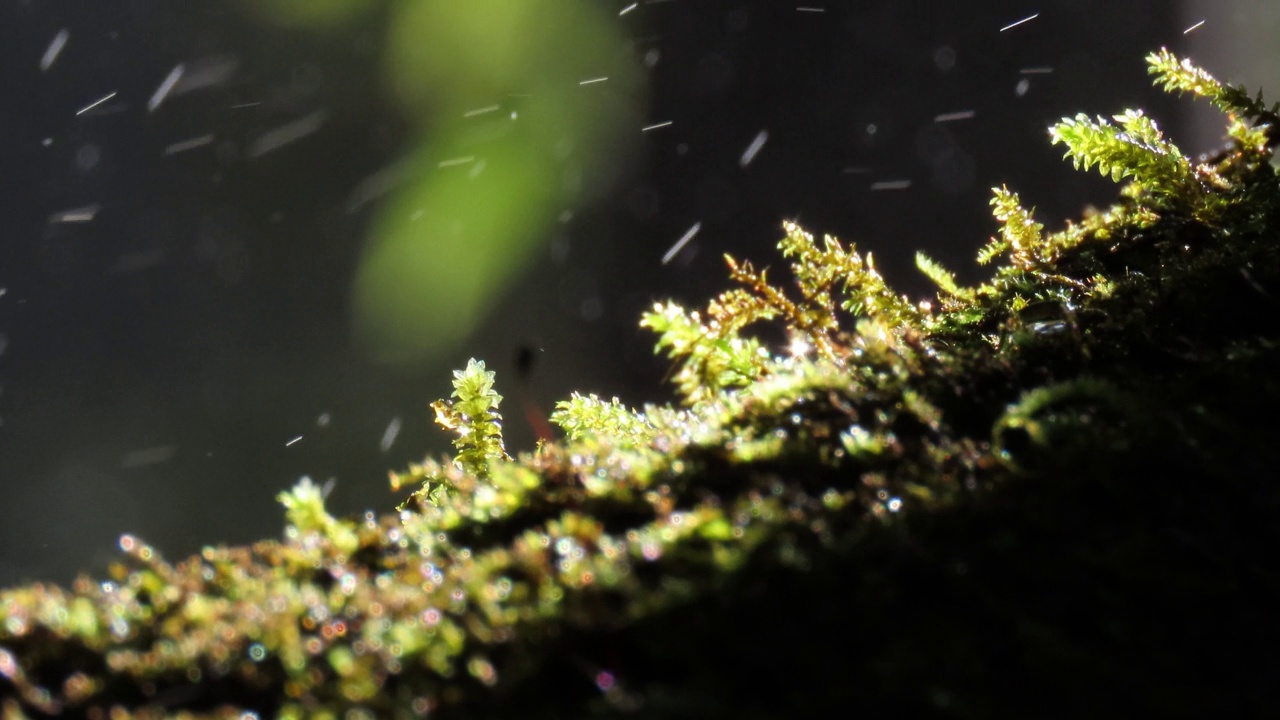 雨林中树上的苔藓和蕨类植物视频素材