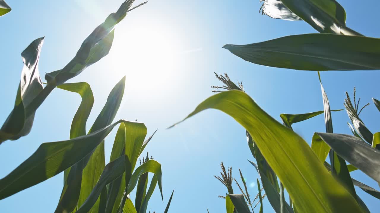 太阳背景下的玉米杆视频下载