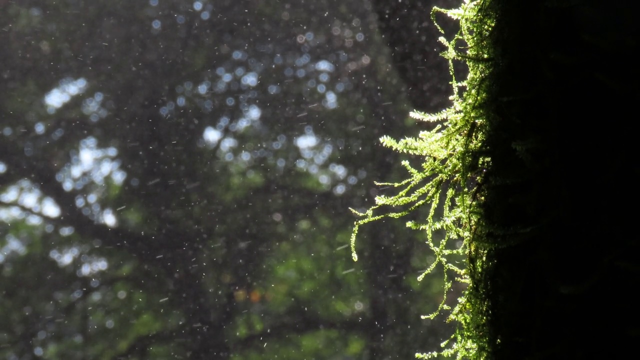 雨林中树上的苔藓和蕨类植物视频素材