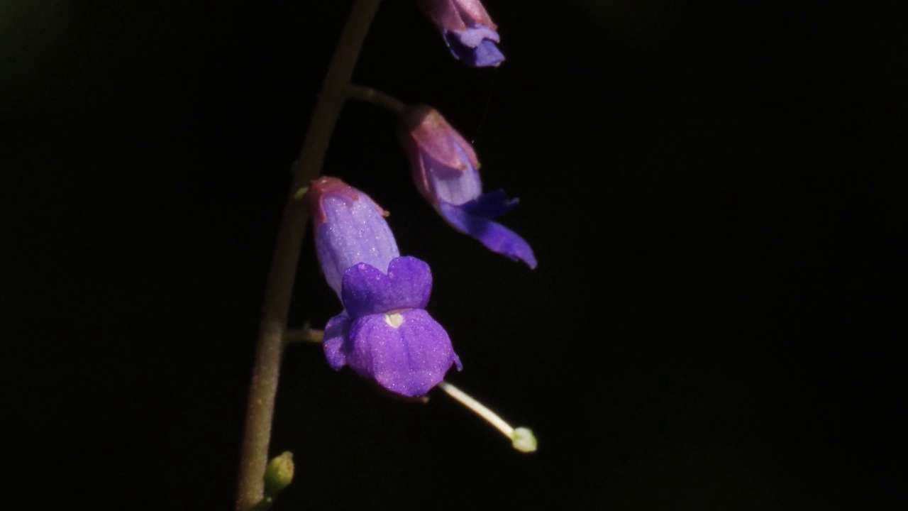 蓝铃花视频素材