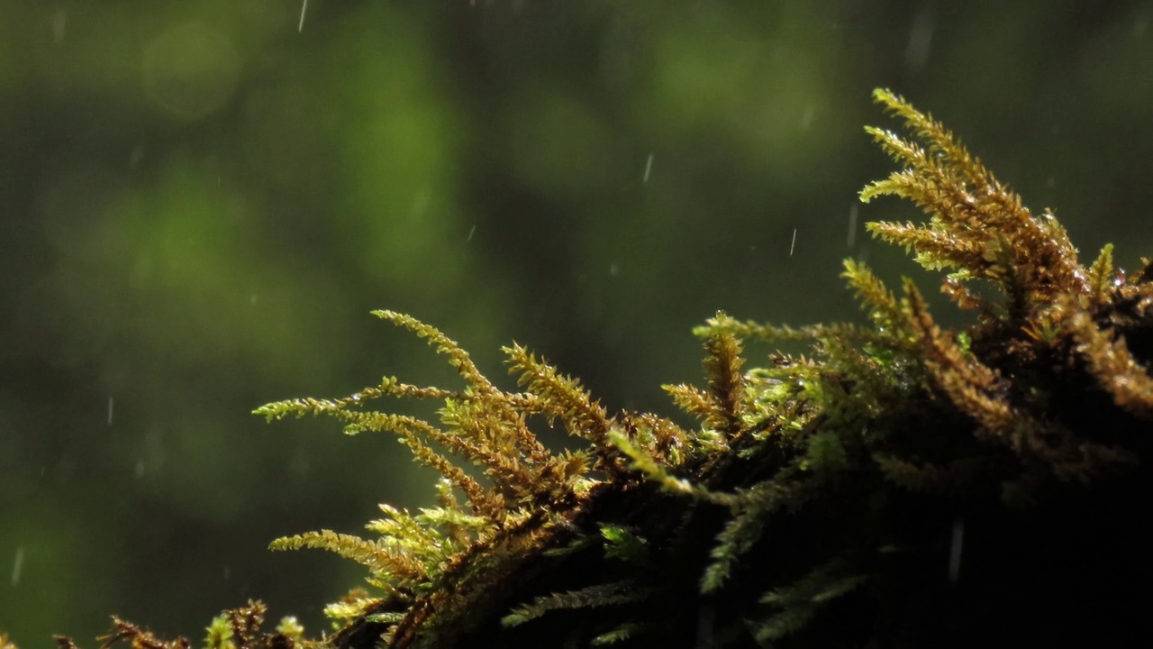 雨林中树上的苔藓和蕨类植物视频素材