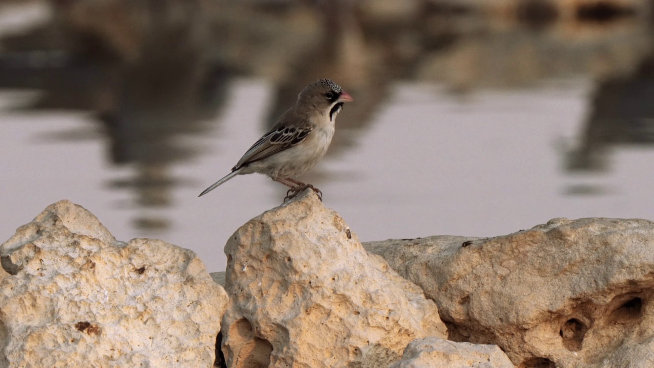 在南非Kgalagadi跨界公园的水坑里，鳞状羽毛雀(Sporopipes squamifrons)正在喝水视频素材