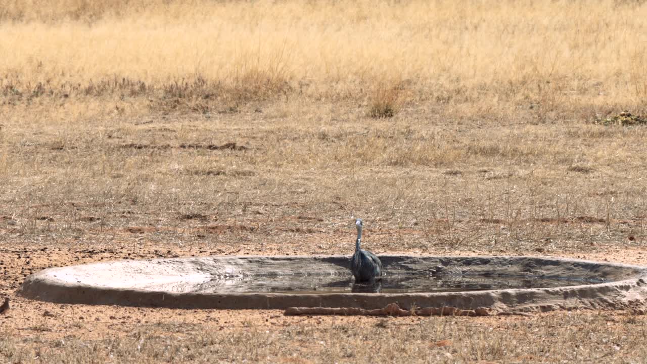 在南非的Kgalagadi跨界公园，一只黑头鹭(又名Ardea melanocephala)试图在水坑里捕捉其他鸟类视频素材