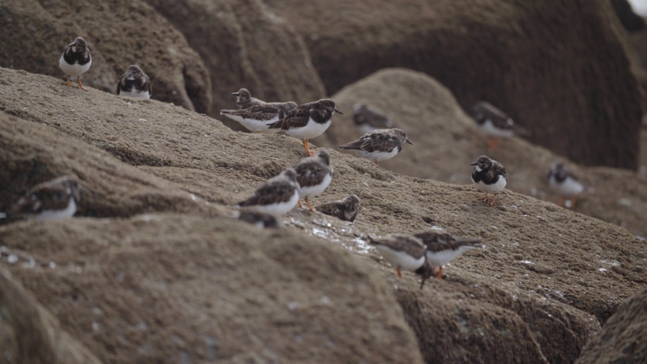 Turnstones Arenaria解释在英国海岸线上的藤壶视频素材