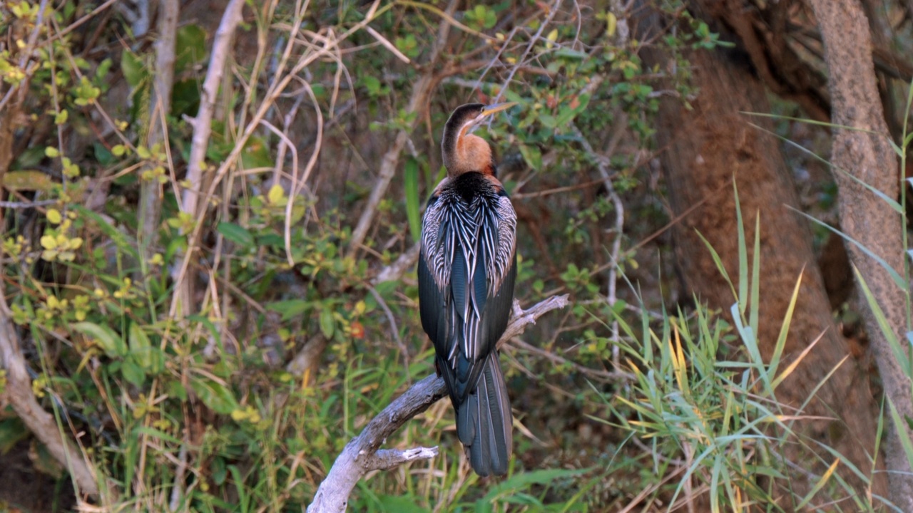 南非克鲁格国家公园的非洲飞镖，或Anhinga rufa，或蛇鸟视频素材