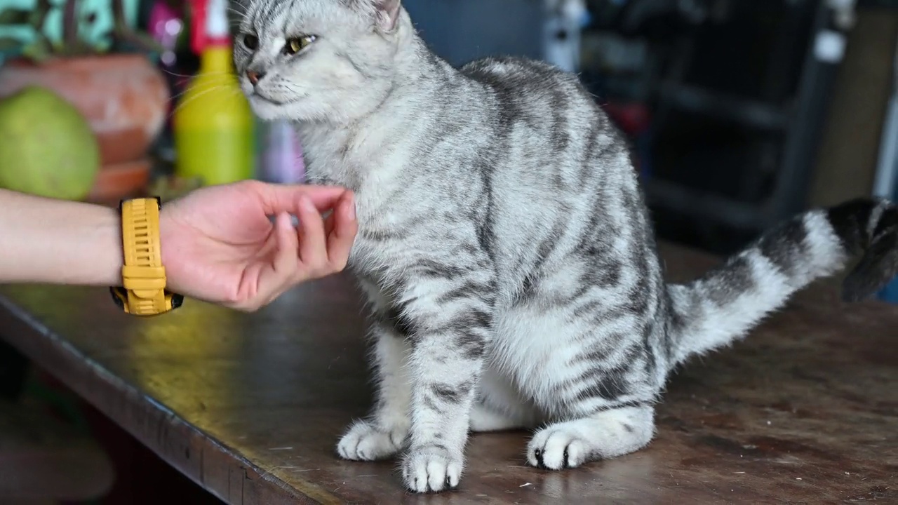 有人抓手和顽皮的猫嬉戏。视频素材