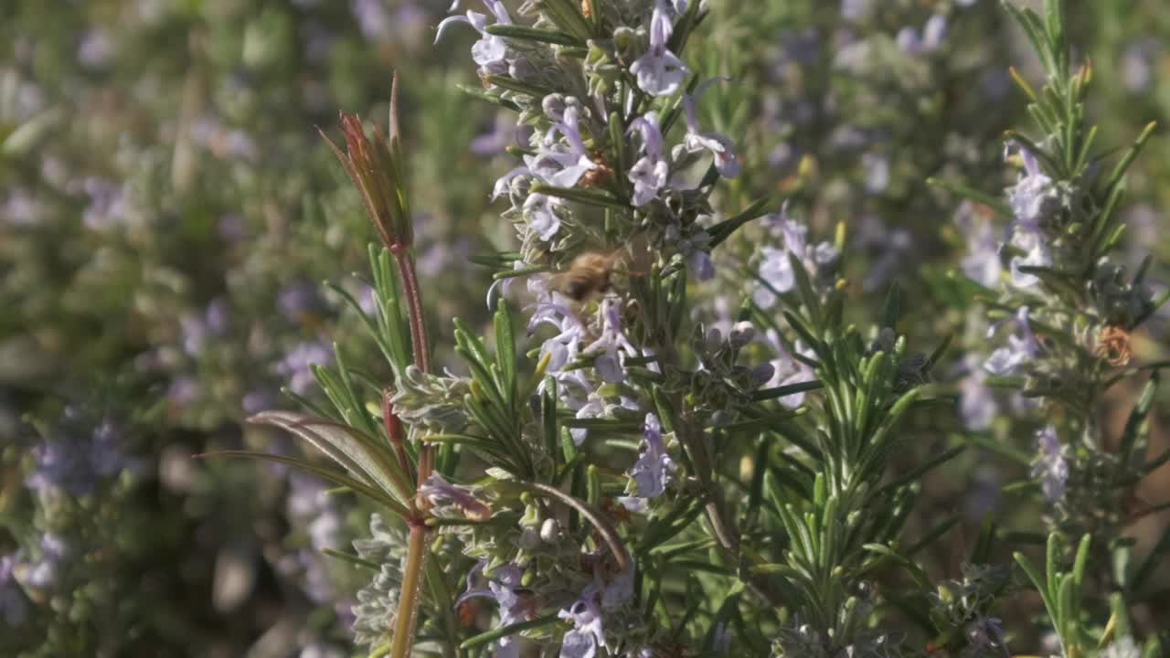 大黄蜂在春季或夏季为花朵授粉。花草地上的大黄蜂花粉虫。昆虫在春天授粉。视频素材