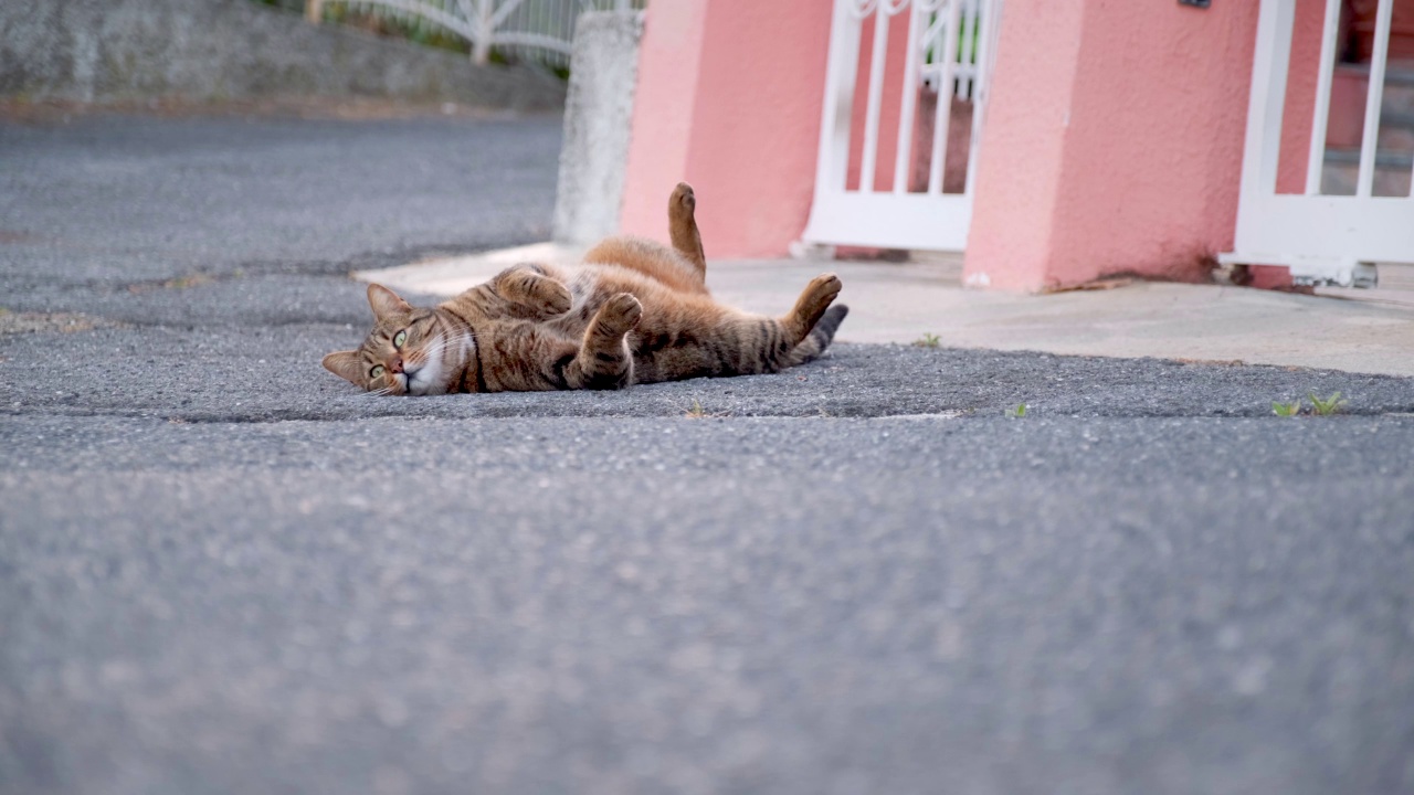 猫打哈欠，躺在街上。家养宠物放松。视频素材