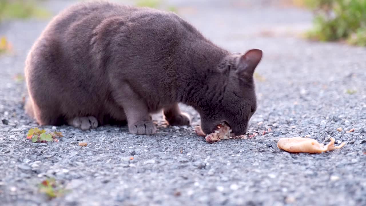 流浪黑猫在街上吃骨头上的肉。饥饿的食肉动物。视频素材