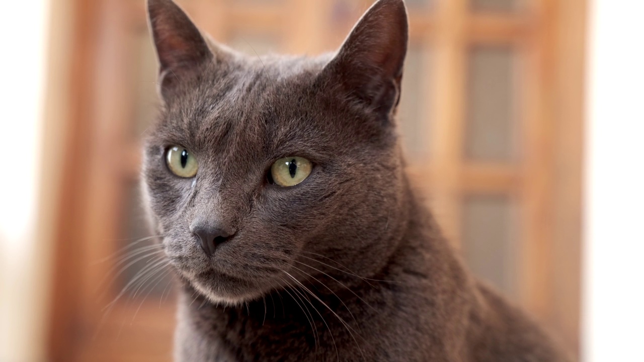 好奇的黑猫四处张望。大眼睛。国内宠物。有时看着相机。视频素材