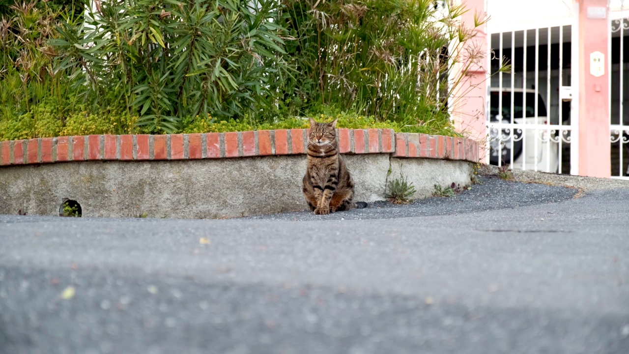 忠诚的猫在等待主人。漂亮的猫在看街道。视频素材