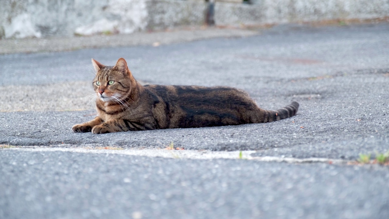 美丽的家猫四处张望。好奇的猫。视频素材