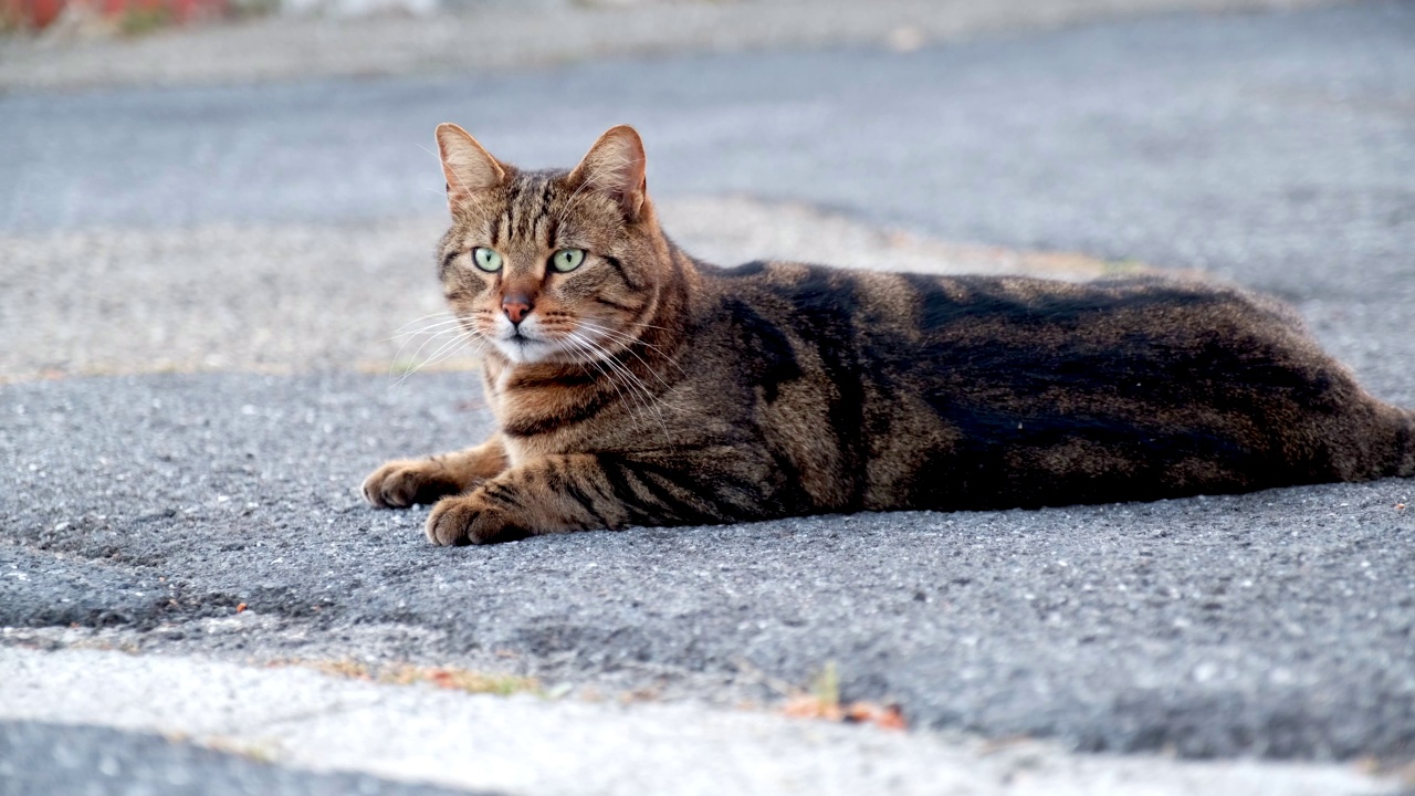 美丽的家猫四处张望。好奇的猫。视频下载