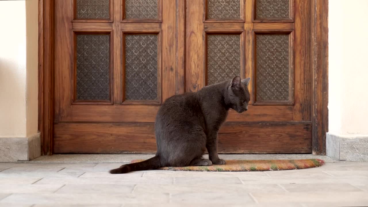 可爱的黑猫舔着爪子，在家门口等着它的主人。家养宠物自己洗。视频素材