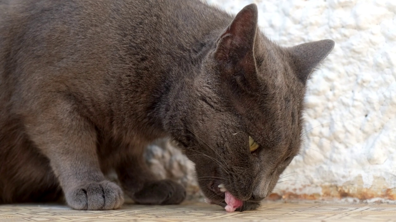 猫吃老鼠。黑猫宠物吃小老鼠。食肉动物,杀手。流浪猫捕食者。危险,死亡。缓慢的运动。视频下载