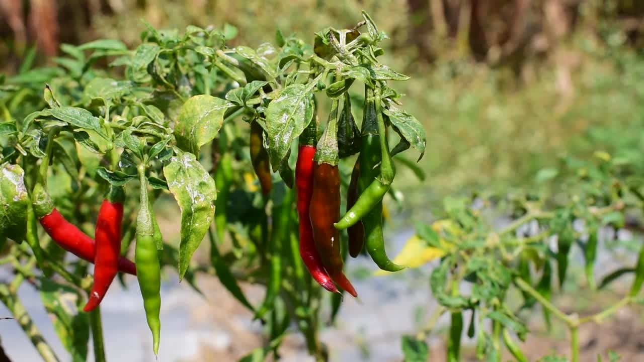 花园里的辣椒树视频素材