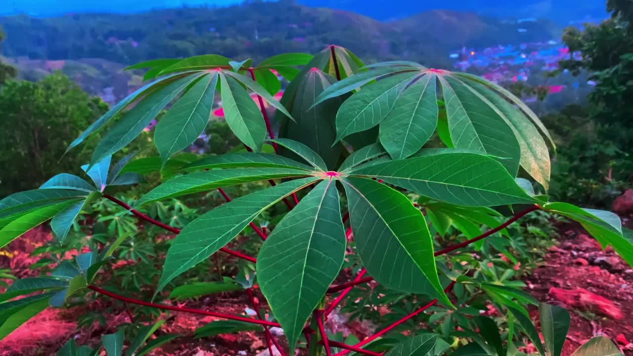 花园里树木的美丽视频素材