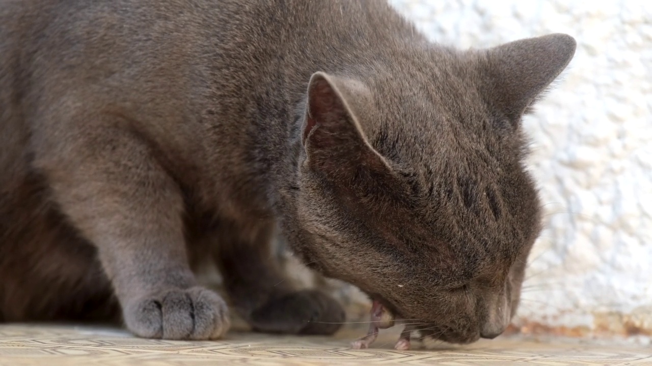 猫吃老鼠。黑猫宠物吃小老鼠。食肉动物,杀手。流浪猫捕食者。危险,死亡。缓慢的运动。视频素材